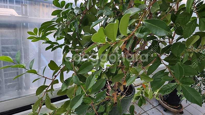 공기정화식물 구아바 화분 팝니다. 천연가습기--1